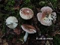 Russula vesca-amf1751-1